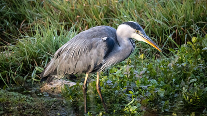 Fototapeta premium A Heron searching for fish, in the river