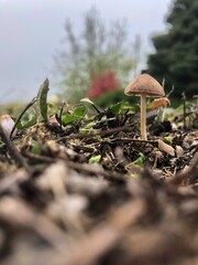 mushrooms in the forest