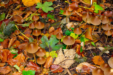 Pilze Herbstfarben Wald Kleine Pilze