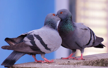 Pigeons mating, pigeons kissing, beautiful pigeons making love. Columbidae is a bird family...