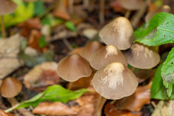 Pilze Herbstfarben Wald Kleine Pilze