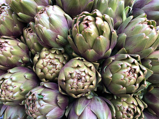 Fototapeta premium Purple artichokes, outdoor, closeup