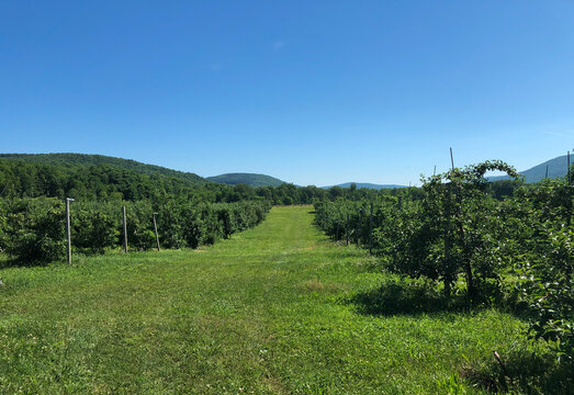 Fruit trees and berry bushes on a farm with rolling hills on background. Upstate New York.