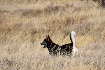 Fototapeta premium Brown husky with white tail walking in dry grass