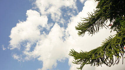 Obraz premium pine tree branches against sky