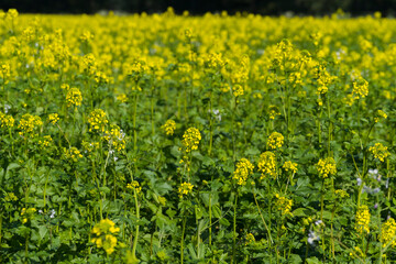 Fototapeta premium Herbst Natur Farbe Sonniger Tag Outdoor