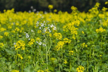 Herbst Natur Farbe Sonniger Tag Outdoor