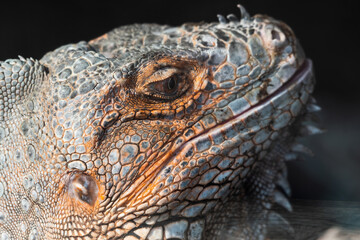 Turkey Close Up Side Profile