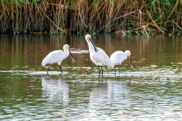 Three Spoonbill's Wading in Shallow Water Searching for Fish