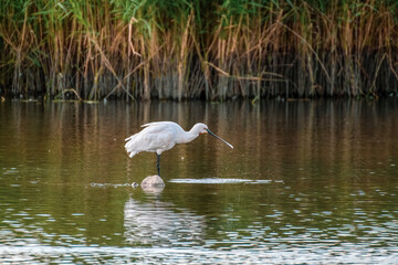 Spoonbill Wading in Shallow Water Searching for Fish
