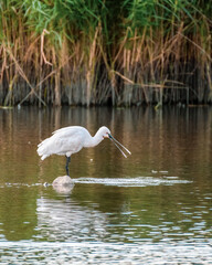 Spoonbill Wading in Shallow Water Searching for Fish