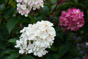 autumn. season. beautiful hydrangea flowers close-up. the flowering plant is white to dark pink in color. soft focus