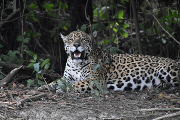 Fototapeta na wymiar Jaguar in the Pantanal, Brazil