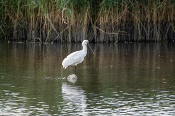 Spoonbill Wading in Shallow Water Searching for Fish