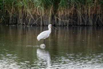 Naklejka na ściany i meble Spoonbill Wading in Shallow Water Searching for Fish