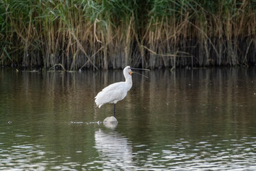 Naklejka na ściany i meble Spoonbill Wading in Shallow Water Searching for Fish