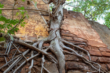 Fotos tiradas na cidade de Ribeirão Preto -SP, em diferentes locais, todas focadas na natureza