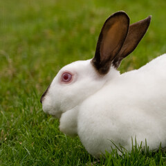 Albino Rabbit Resting on Grass