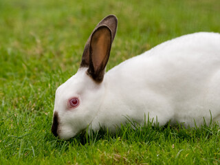 Albino Rabbit Resting on Grass