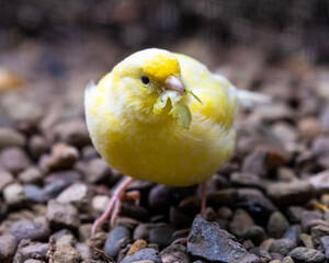 Bright Yellow Canary on the Ground Eating a Green Leaf