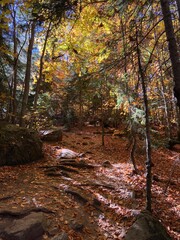 autumn forest in the morning