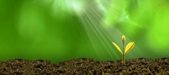 Young plant growing in the morning light and green nature bokeh background , new life growth...