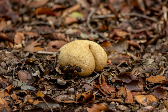 Funny butt shaped Scleroderma citrinum or Common Earthball fungus mushroom looking like a buttocks on autumn forest floor