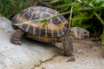Small Tortoise on a Garden Path