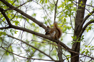 squirrel on tree