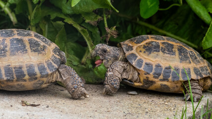 Pair of Small Tortoise's Face to Face