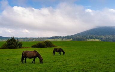 Fototapeta na wymiar Two horses grazing grass in Beskid Niski mountains area. Cloudy sky. Regietow Wyzny, Poland, Europe.