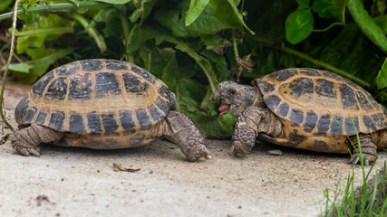 Pair of Small Tortoise's Face to Face