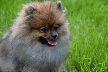 Naklejka na ściany i meble A young dog of the Pomeranian spitz breed stands on a green lawn