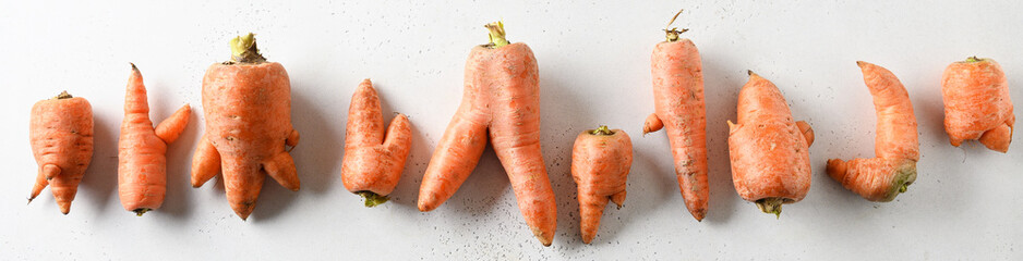 Banner of abnormal ugly organic carrots on white. Natural vegetables.