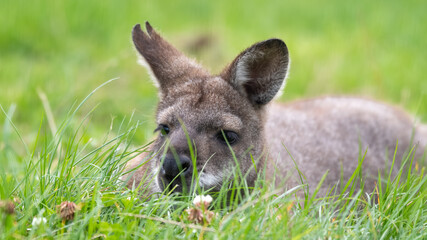 bennett's wallaby Close Up Resting on Grass