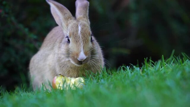 Young cute rabbit on green grass eating fresh apple, close up. Animals and nature concept. Ukraine
