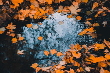 autumn yellow leaves lie around the puddle it reflects the sky