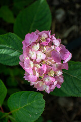 pink and white flowers