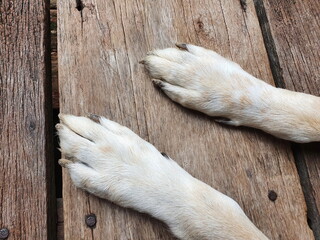 White dog claws have dry soil clinging in after a mischievous run in a damp backyard. The front feet of a dog with long, black and dirty nails rested on a wooden floor.

