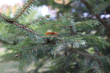 branches of a fir tree
