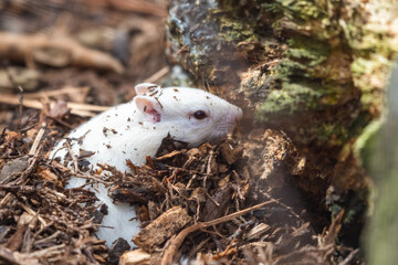 Albino Chipmunk Playing on the Ground