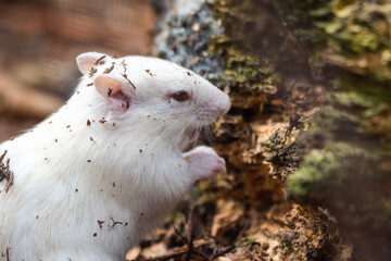 Albino Chipmunk Feeding on the Ground