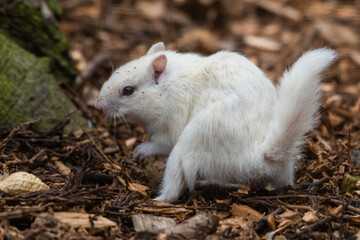 Albino Chipmunk Playing on the Ground