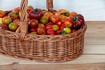 Wicker basket full of tomatoes. Plenty fresh tomatoes of various colors and heirlooms. Vegetables from own garden. Wooden table.