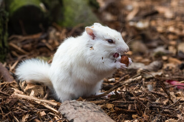 Albino Chipmunk Feeding on the Ground