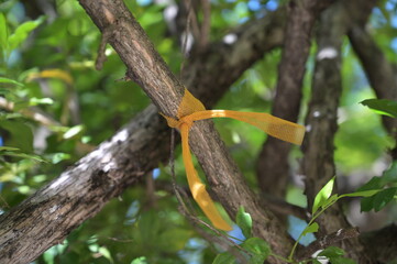 Branches of trees in the forest tied with yellow ribbons. The yellow cloth tied to the branches is a symbol of forest conservation, pray for sacred things and to protect trees from destruction.
