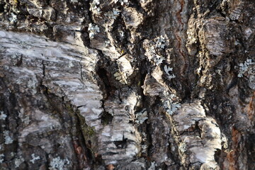 bark of a tree