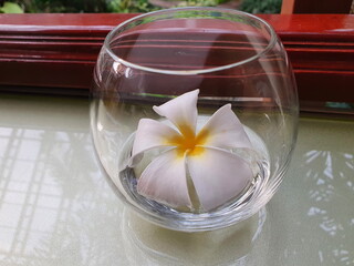 The White Plumeria flowers or Frangipani flowers are picked from the branches and placed in clear glassware on the dining table to add to the fresh atmosphere and to have a subtle scent.
