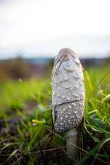 Not edible mushrooms grow in the grass