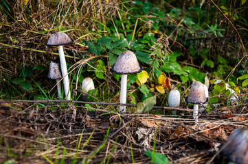 Not edible mushrooms grow in the grass